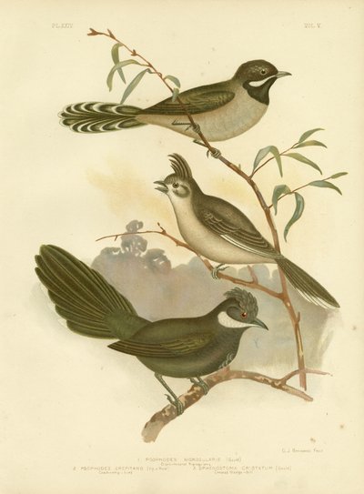 Whipbird occidental, 1891 - Gracius Broinowski